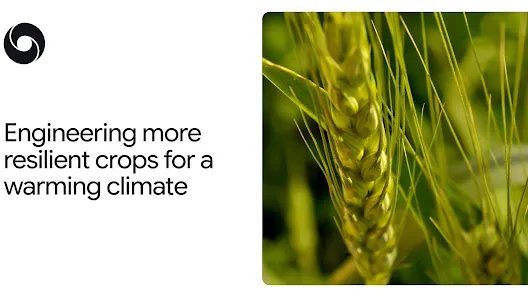engineering-more-resilient-crops-for-a-warming-climate