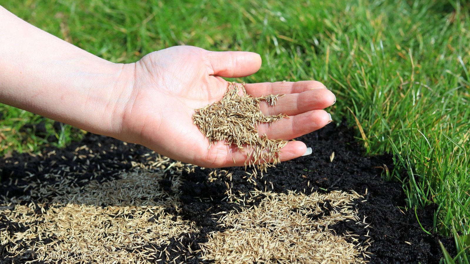 how-long-does-grass-seed-take-to-sprout?-the-exact-timeline-and-3-ways-to-speed-it-up