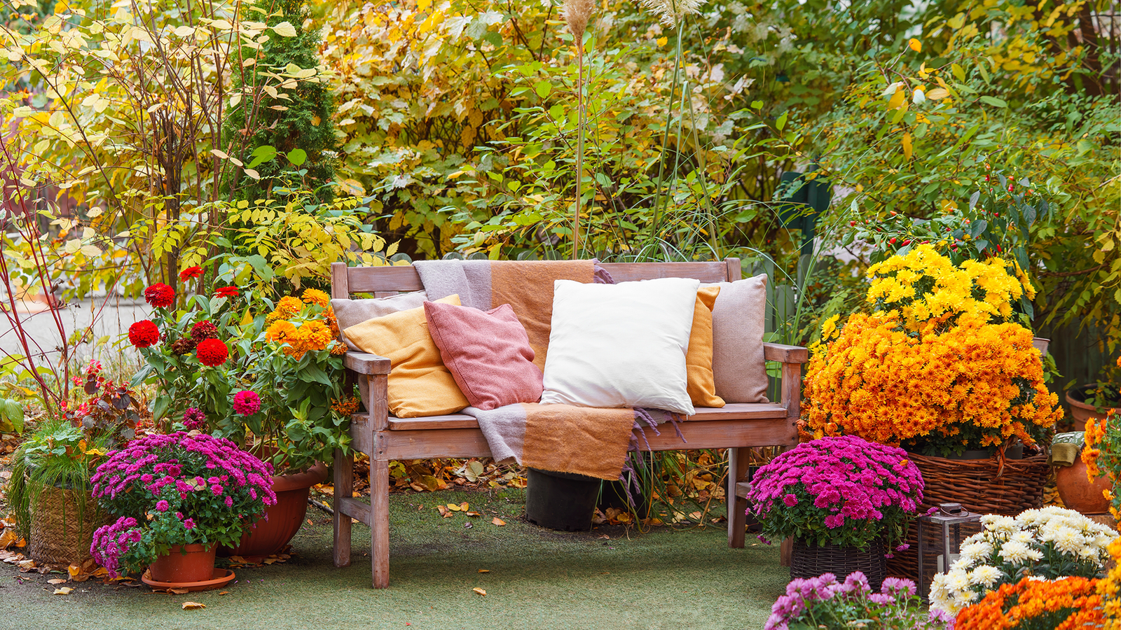 don’t-wait-until-spring:-3-plants-to-give-your-yard-an-instant-fall-vibe