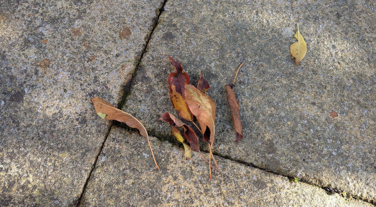 how-to-remove-leaf-stains-from-concrete-—-no-vinegar-required