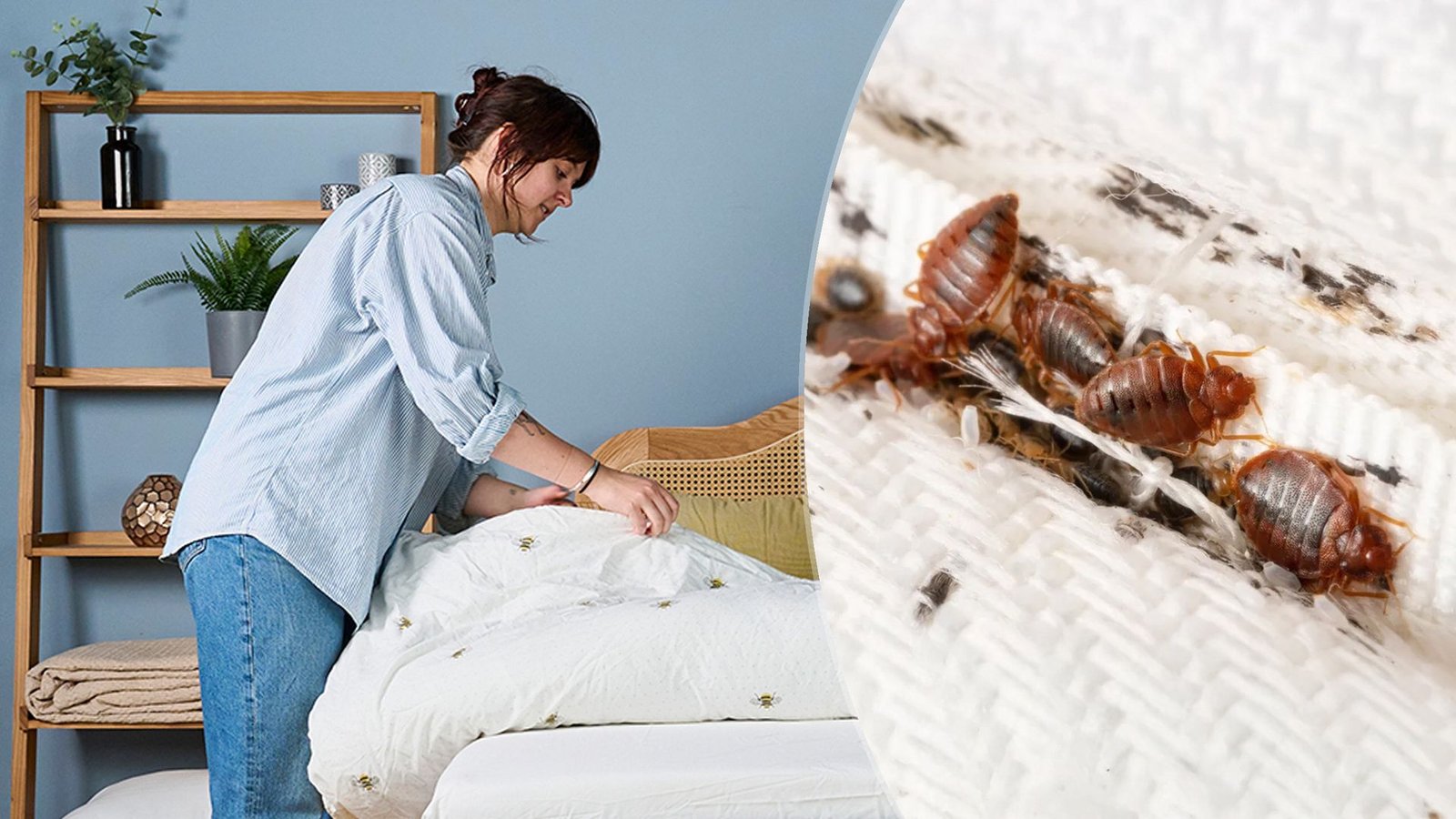 4-key-factors-that-drive-bed-bugs-to-your-mattress-—-and-how-to-protect-it-tonight