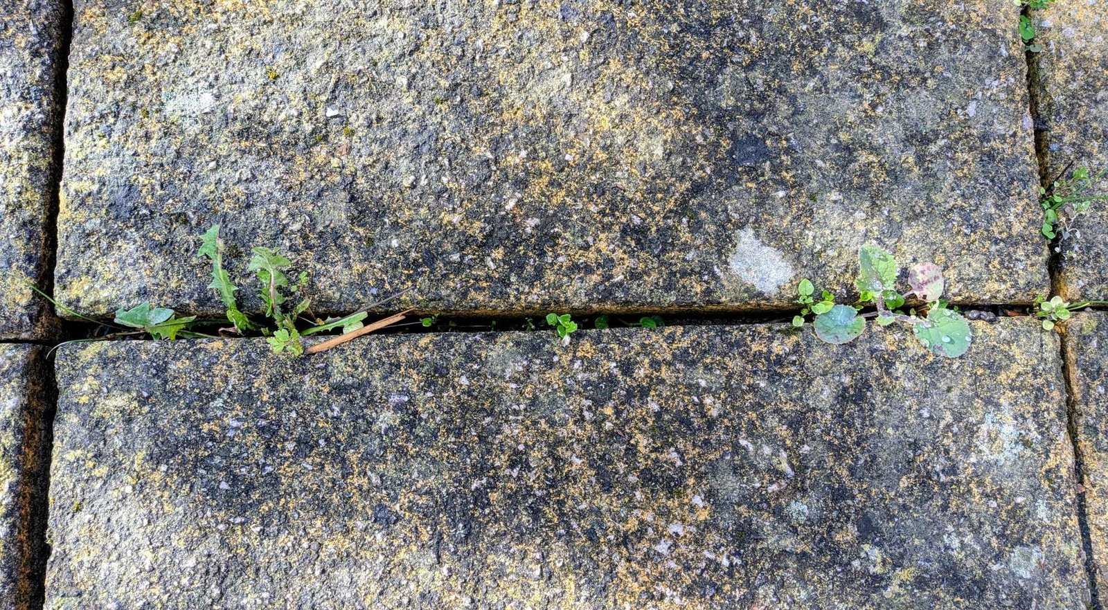 ditch-the-vinegar-—-this-kitchen-staple-is-the-ultimate-trick-for-clearing-weeds-between-my-pavers