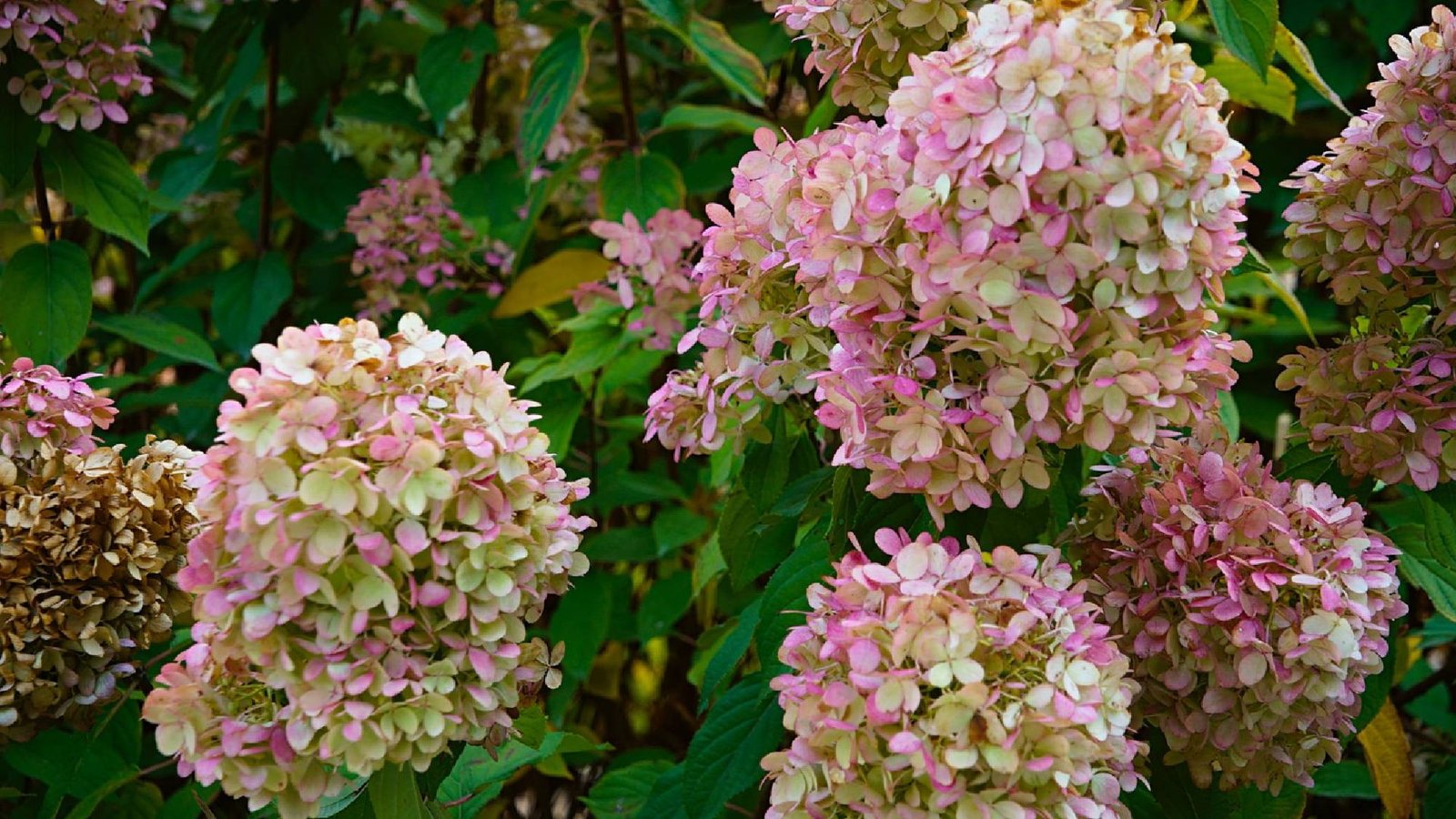 don’t-prune-your-hydrangeas-this-october-—-do-these-3-things-instead-for-bigger-blooms-next-year