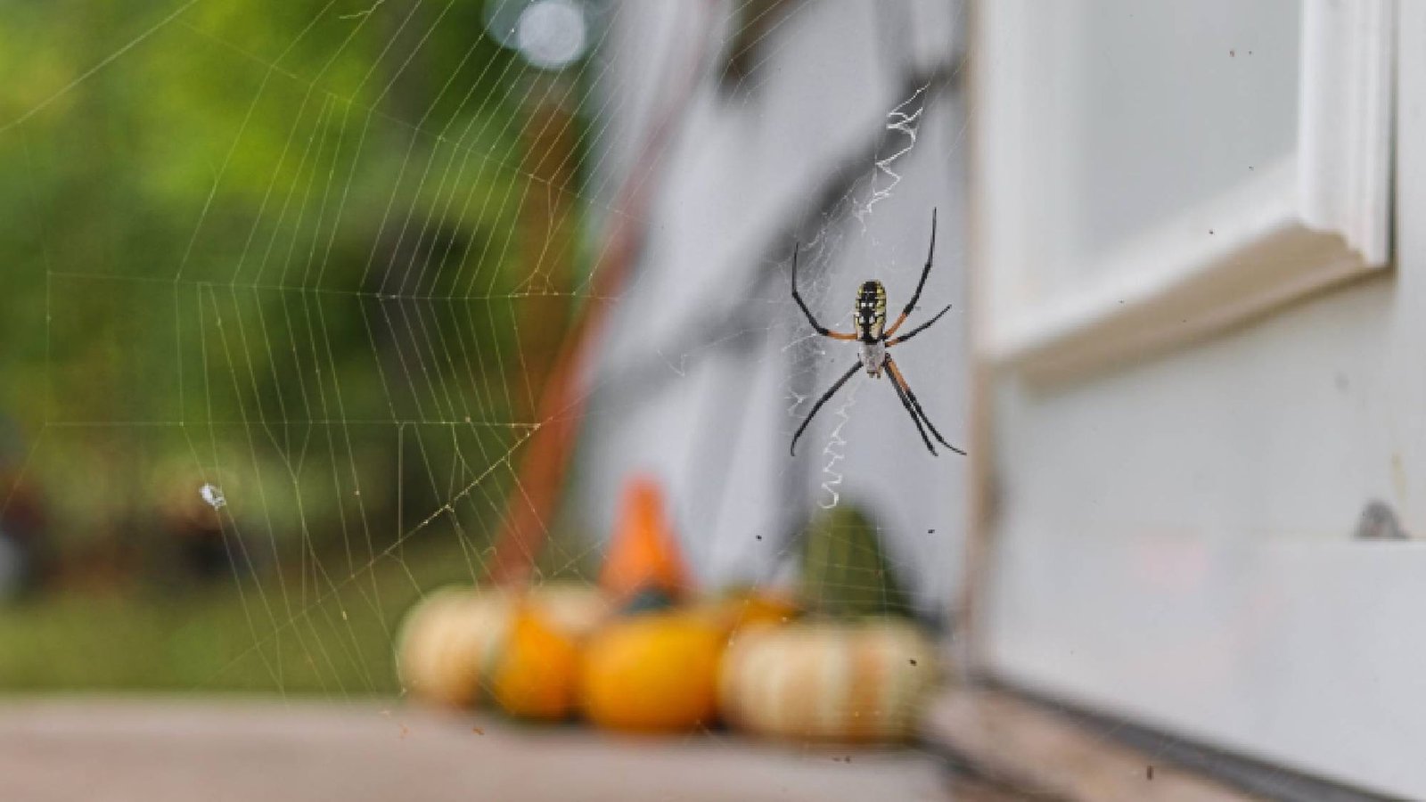 pest-control-expert-explains-why-spiders-can-actually-be-good-for-your-home-(and-when-to-worry)