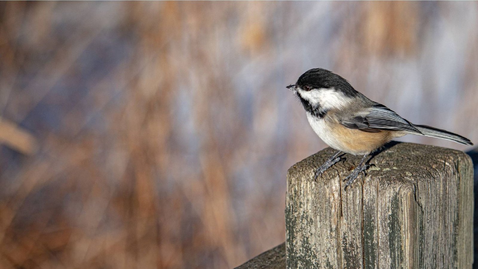 stop-buying-filler-seed:-what-chickadees-actually-need-to-survive-a-cold-snap