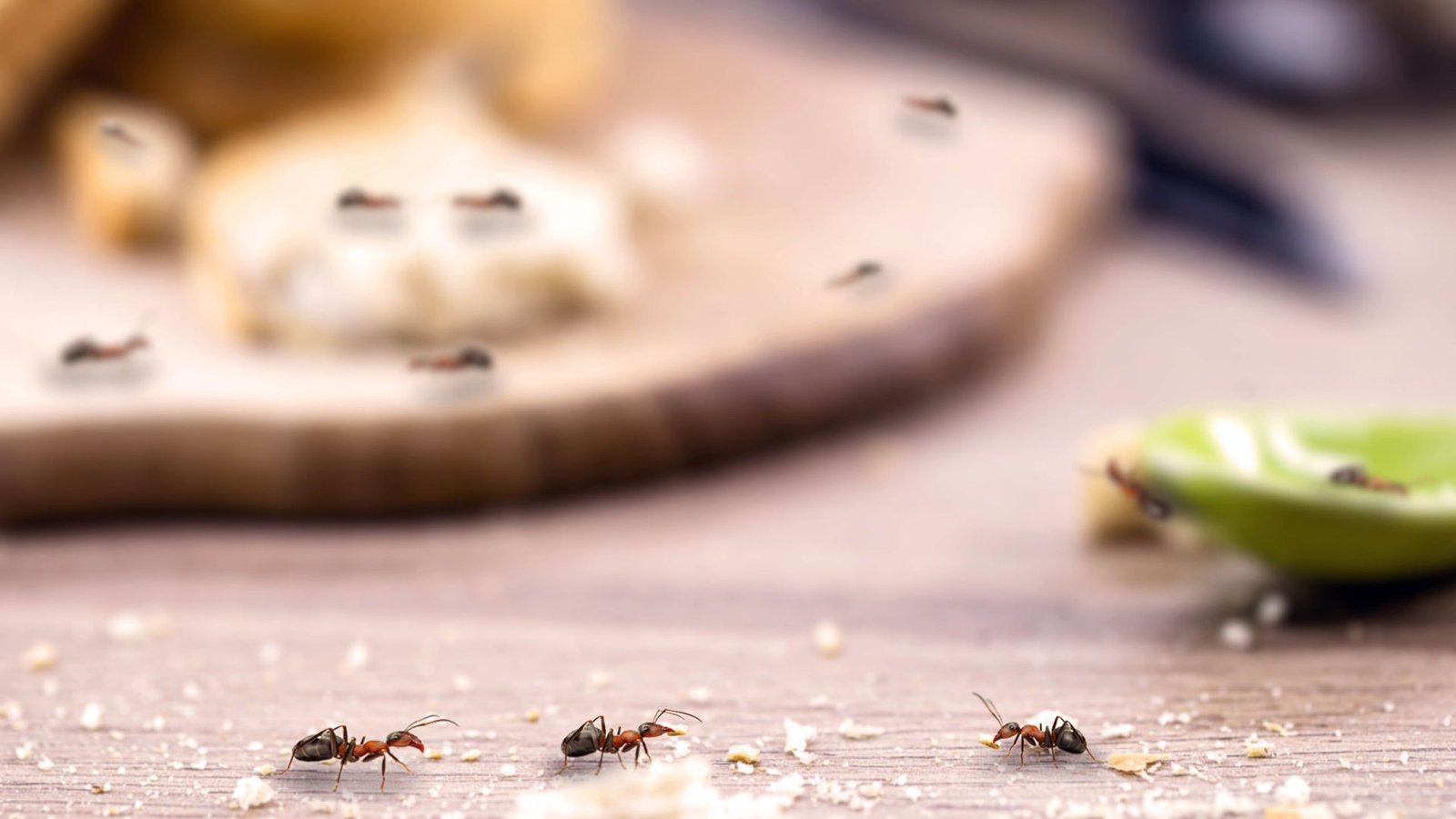 i-stopped-ants-from-taking-over-my-countertop-by-removing-this-one-kitchen-item