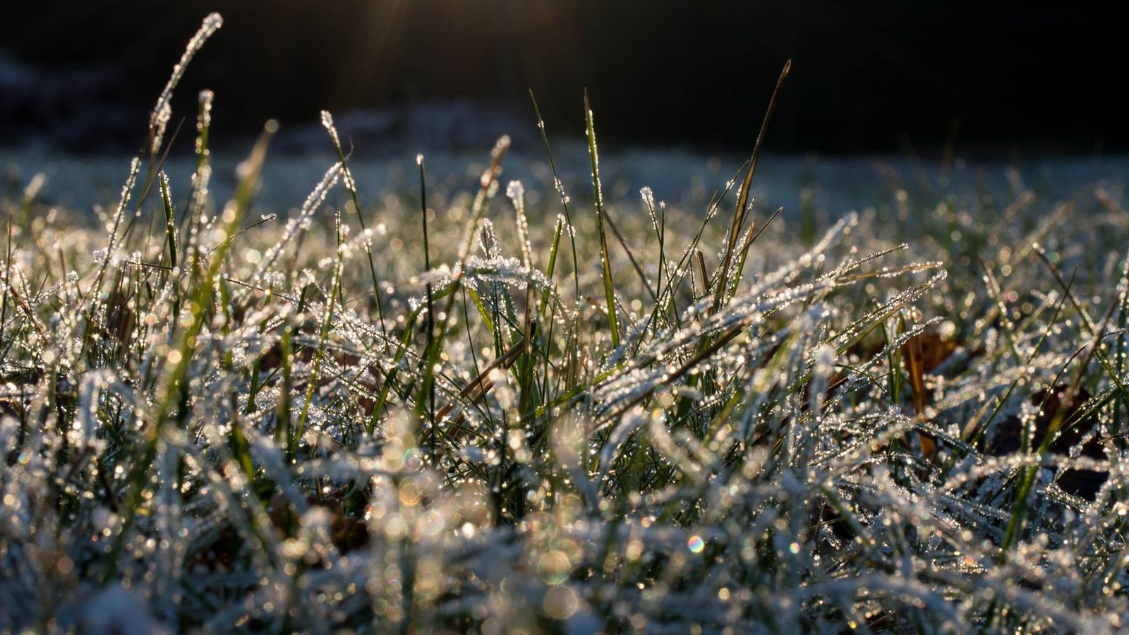 is-it-too-late-to-sow-new-grass-seed?-what-you-need-to-know-about-the-first-frost