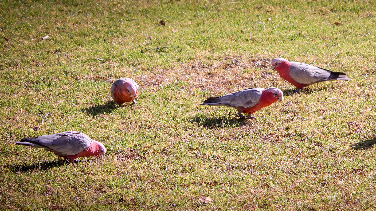 don’t-let-birds-ruin-your-fall-lawn:-5-ways-to-shield-newly-sown-lawn-seed
