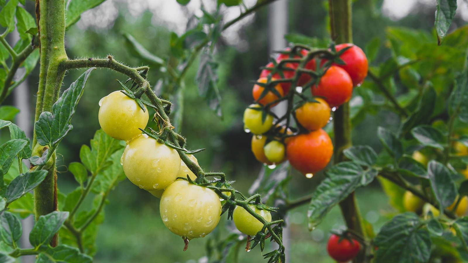don’t-waste-your-tomatoes:-5-end-of-season-steps-every-gardener-needs-to-know