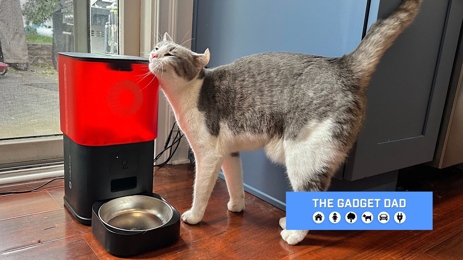my-cats-tested-two-smart-pet-feeders-—-this-is-the-one-they-thought-was-purrrfect